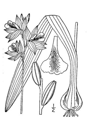 Calopogon tuberosus